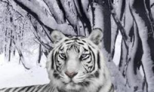 ¿Por qué sueñas con un tigre según el libro de sueños para toda la familia O?